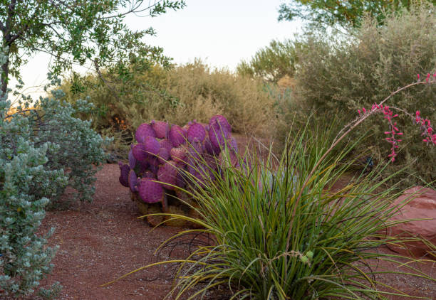 The beautiful plants in the St, George city, Utah