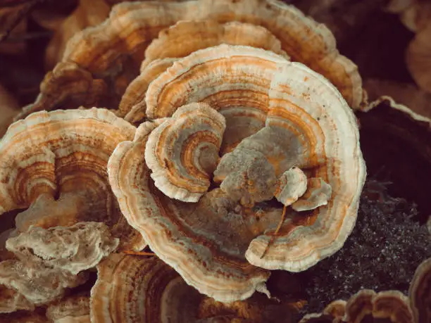 Photo of Closeup shot of a Coriolus Versicolor, a common polypore mushroom