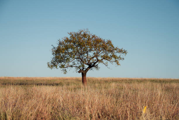 istock Beautiful shot of a tree in a field 1437200990