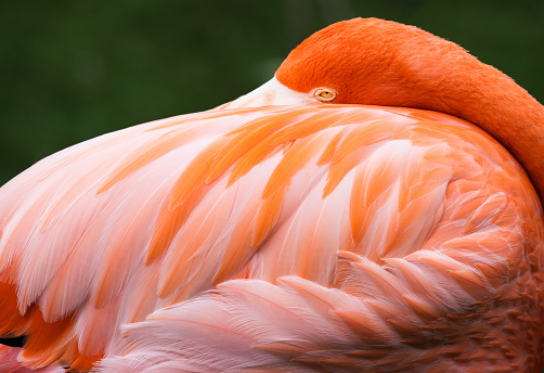 A closeup shot of a beautiful flamingo