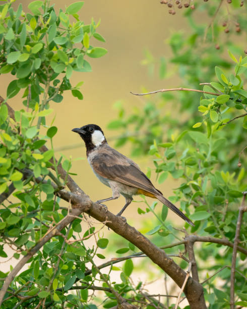 istock Vertical shallow focus closeup shot of a White-eared bulbul bird in a tree 1437201005