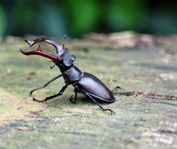 istock Selective focus shot of a stag beetle on the ground 1437201111