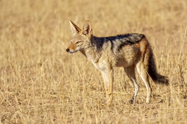 istock Beautiful shot of a fox in a field 1437201925