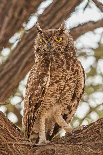 istock Vertical closeup shot of an owl perched on a tree branch with a blurred background 1437202073