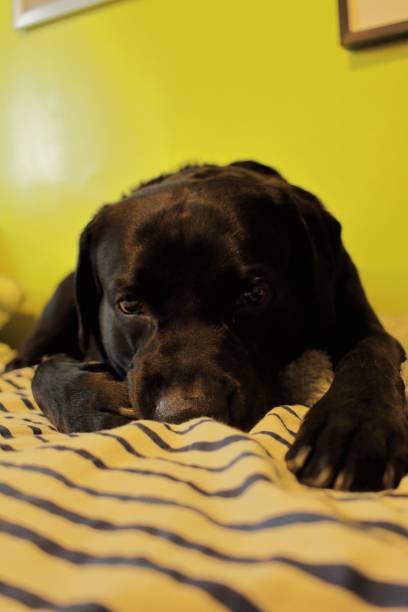 istock Adorable Labrador Retriever lying on the bed indoors 1437202409