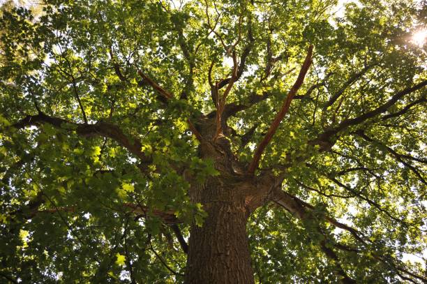 istock Low angle shot of a green tall tree with the sun rays penetrating through its branches 1437202819