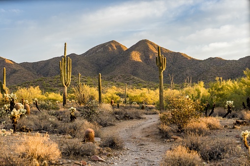 Luz de la mañana en el desierto de Sonora en Scottsdale, Arizona photo