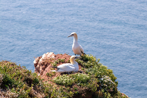 A closeup shot of two gannets on a cliff over a blue ocean - perfect for background
