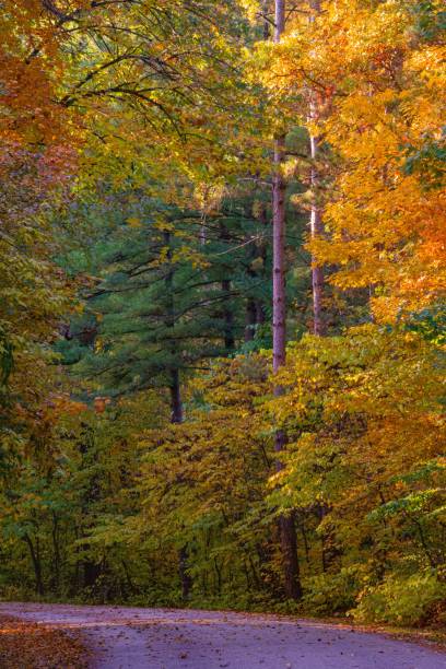 istock Trees Changing Color Along a Winding Road 1437204026