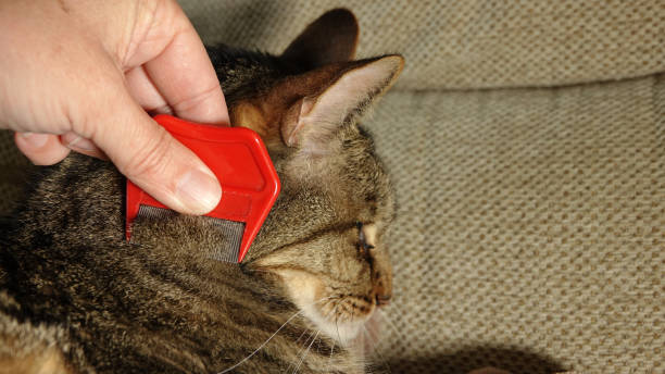 istock Closeup shot of a hand checking a cat for fleas with a flea comb 1437204409