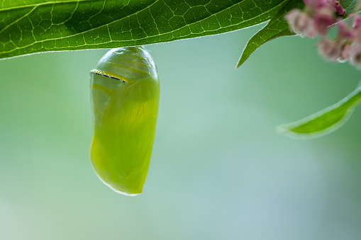 A closeup shot of a monarch butterfly pupa hanging from a leaf