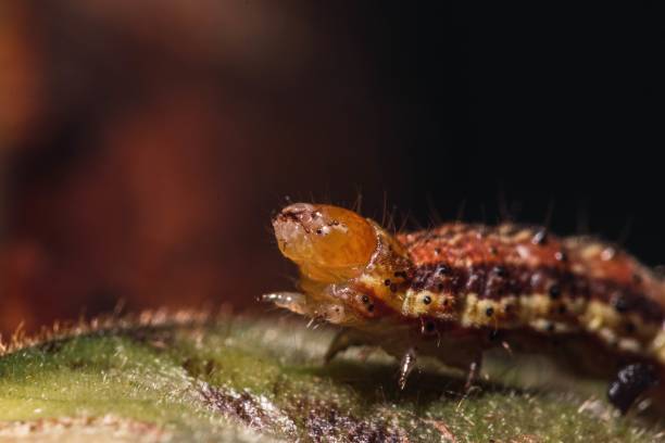 istock Soft focus of a brown caterpillar on a leaf against 1437204793