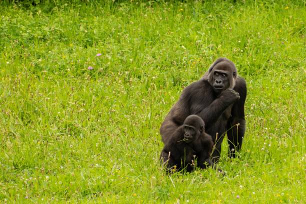 istock Celebes crested macaque and cub in the fields 1437204849