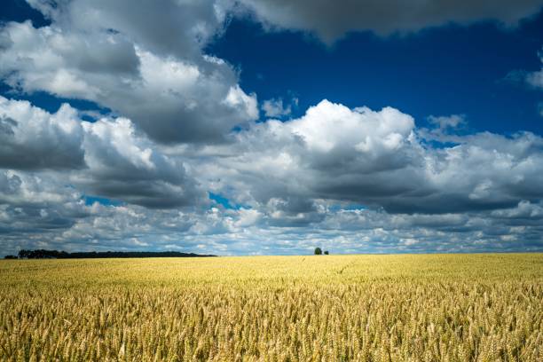 Field with green corn. There are dramatic clouds in the sky.