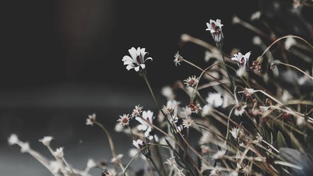 Selective focus shot of beautiful small white flowers with thin stems captured in a forest
