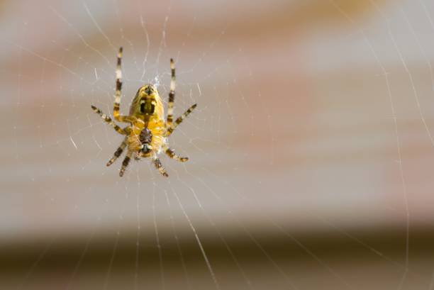 istock Macro shot of a spider on a web 1437205664