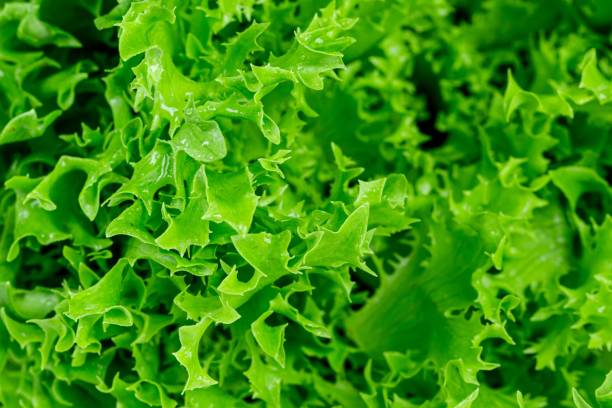 istock Macro shot of fresh green lettuce leaves 1437205676