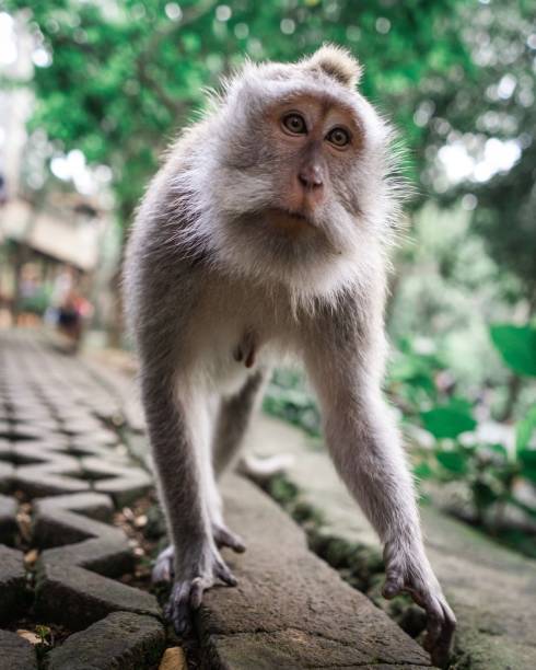 istock Vertical selective focus shot of a monkey walking towards the camera 1437205731