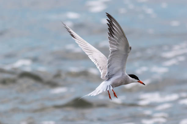 A beautiful selective focus shot of a flying Arctic Tern bird