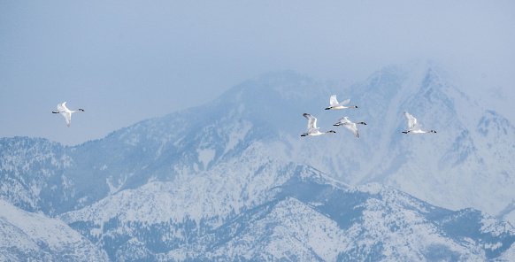 A flock of Canadian geese flying surrounded by mountains around the Great Salt Lake in Utah, the US