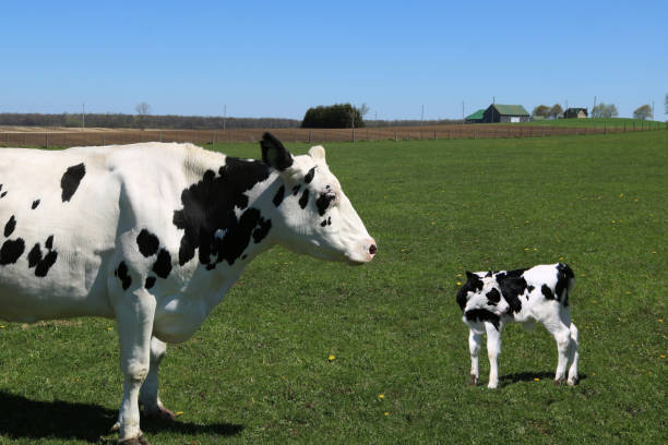 istock Black and white cow standing in the field with its calf 1437207229