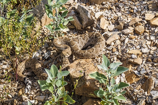 A western diamondback rattlesnake coiled on the rocks by the side of the trail, ready to strike