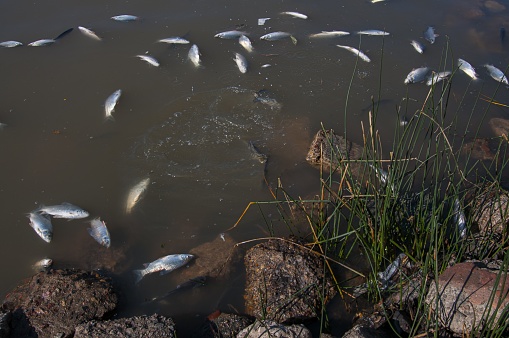 A high angle shot of dead fishes floating on a lakeshore