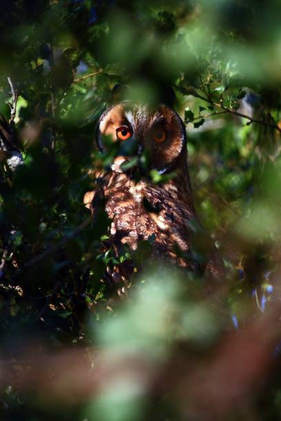 istock Little owl staring intensely through the branches of the trees 1437208055
