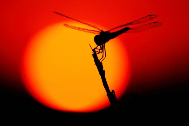 A close up shot of a red dragonfly on a leaf. Shot with a Canon 5D Mark IV.