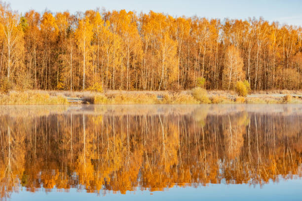 istock Forest by the lake at early morning. 1437208423