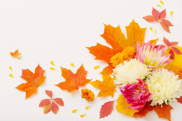 istock autumn leaves and  flowers composition on white background 1437208639