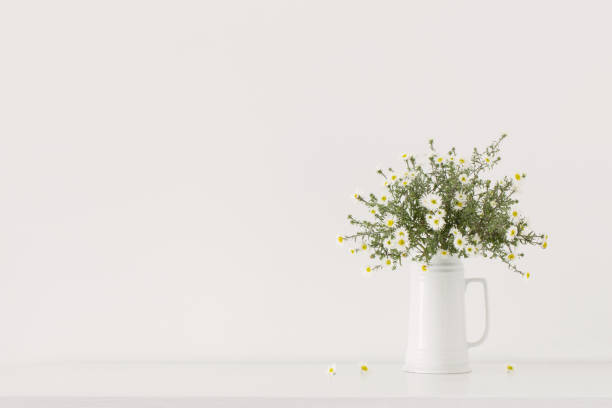 white flowers in white ceramic vase in white interior stock photo