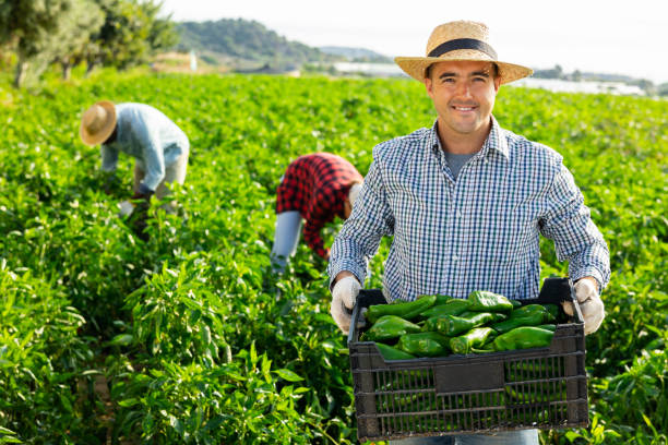 istock Man horticulturist gathering green bell pepper 1437208907