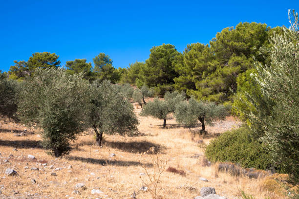 istock Olive trees and blue sky in the background. 1437210106