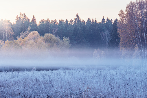 Frost-covered plants on the shore of lake in foggy morning. Beautiful autumn landscape