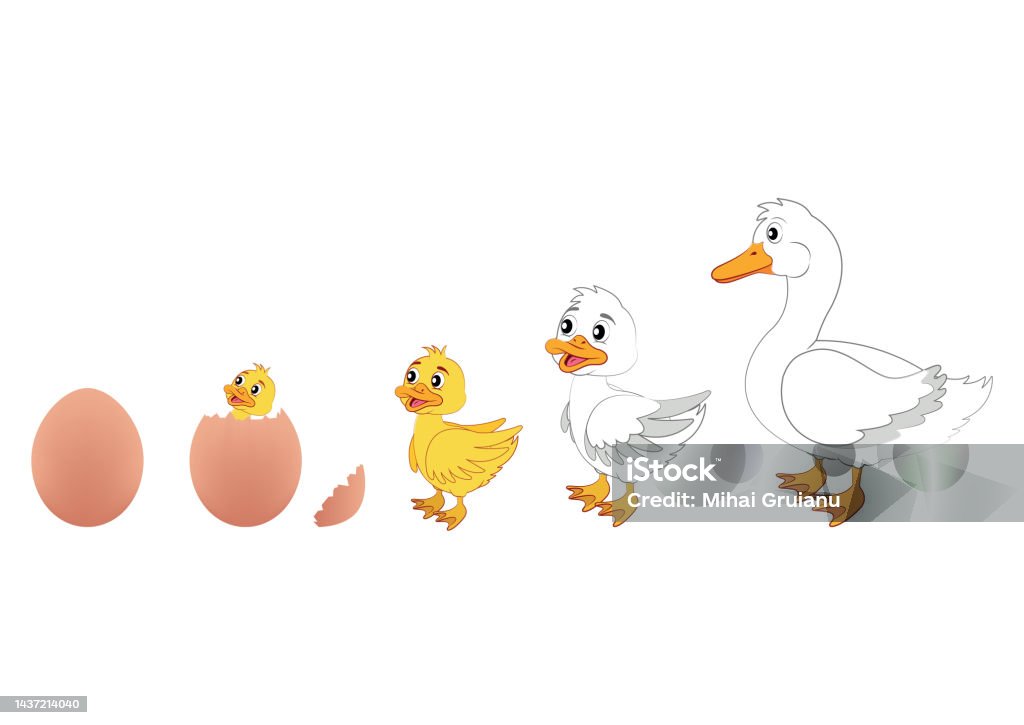 Duck Evolution Science Duck Evolution Vector Illustration Of Duck Evolution Egg Duckling Duck ...