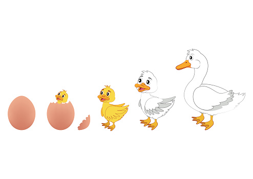 Duck Evolution Science Duck Evolution Vector Illustration Of Duck Evolution Egg Duckling Duck ...