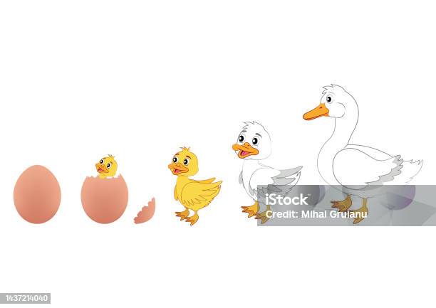 Duck Evolution Science Duck Evolution Vector Illustration Of Duck Evolution Egg Duckling Duck ...