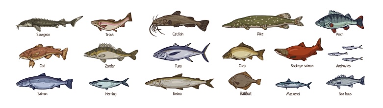 Sea fishes set drawn in vintage style. Marine and freshwater species. Retro drawings of salmon, tuna, trout, cod, pike and mackerel. Realistic vector illustrations isolated on white background.