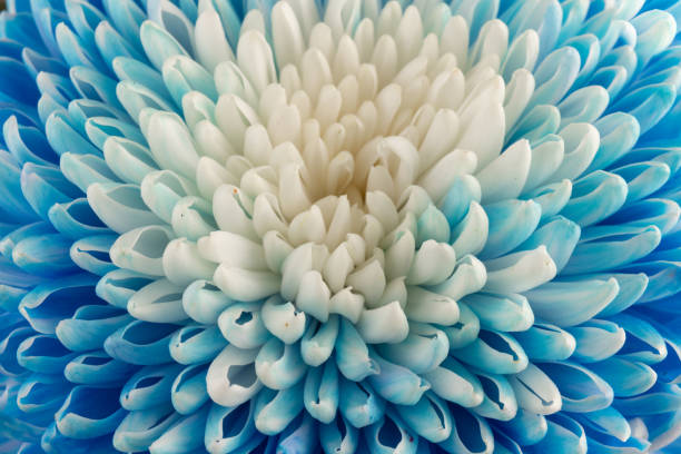 istock Blue and white chrysanthemum head flower in close up.   Floral pattern, object. Flat lay, top view. 1437216112
