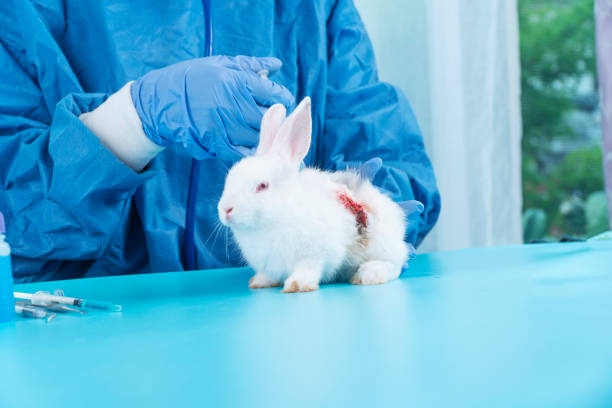 istock Veterinary woman wear uniform and gloves with stethoscope using syringe immunization for sick white rabbit bunny on table in the clinic. Veterinarian and check up health care animal pet concept. 1437216193