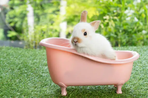 Photo of Lovely rabbit baby bunny sitting in pink bathtub on green grass over bokeh nature background. Cuddly little rabbit brown bunny in white tub looking at something on meadow green background. Easter