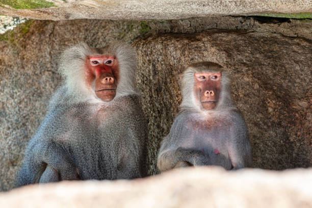 A photo of wild baboons by the roadside