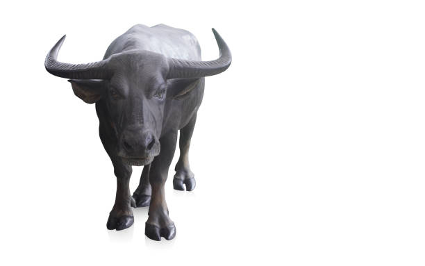 istock front view, black buffalo are standing and looking on white background, animal, object, food, decor, banner, template, copy space 1437219049