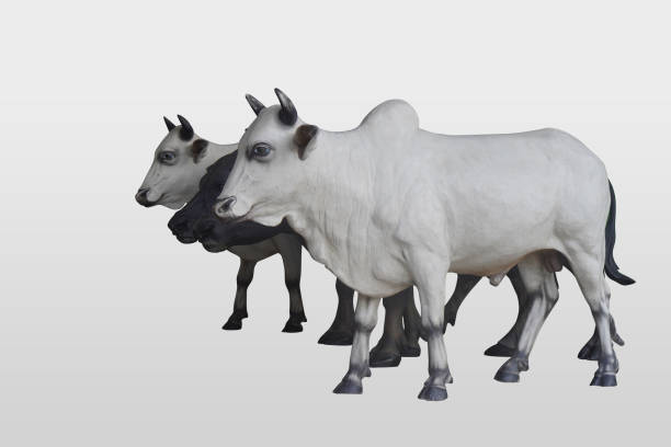 istock side view, two cows, white and black cows and two black buffalo are standing and looking on white background, animal, object, decor, copy space 1437219121