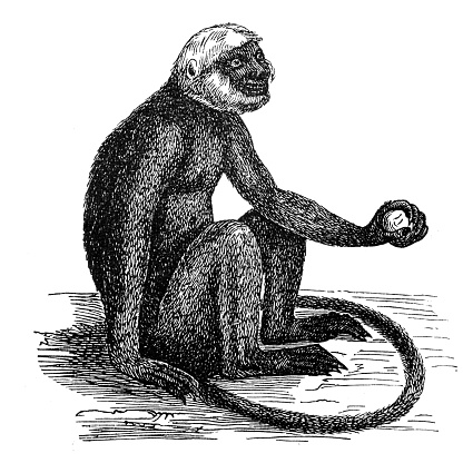 The Diana monkey (Cercopithecus diana)