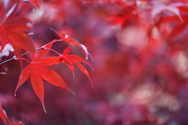 Branch of beautiful red maple leaves in autumn time