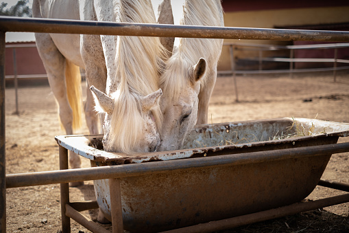 Close-up portrait of two beautiful white horses with grey spots eating from their stable manger outdoors on a sunny summer afternoon. Tenerife, Canary Islands, Spain