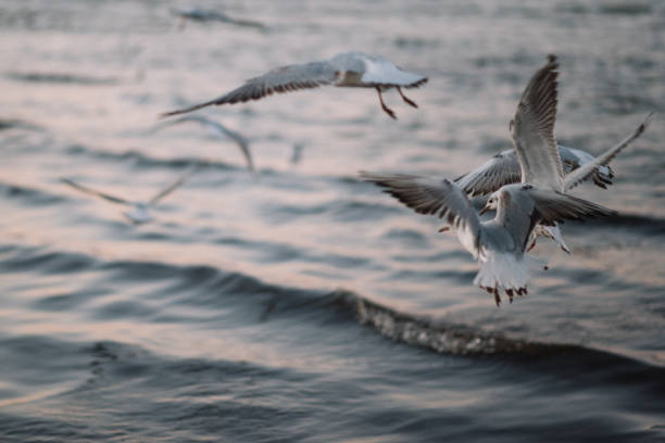 istock birds in the sea 1437219449