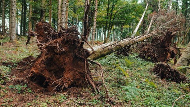 病気で山に落ちた木、根こそぎにされた根 - uprooted ストックフォトと画像